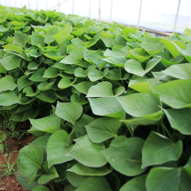 1대 밤고구마모종 10단