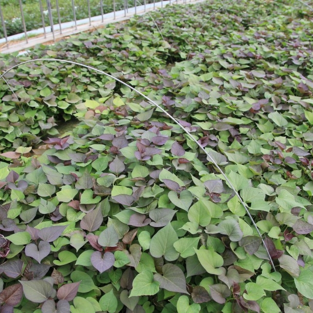 1대 밤고구마모종 10단