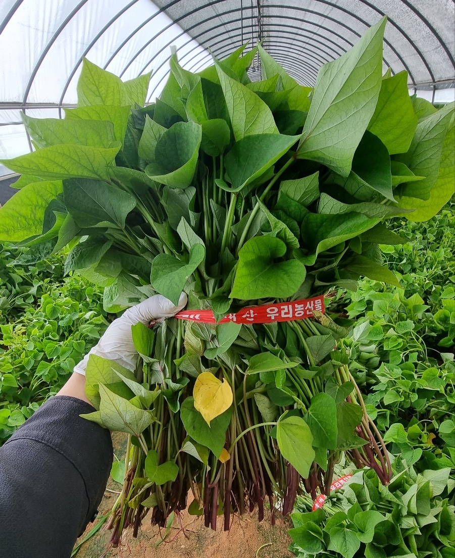 1대 밤고구마모종 10단