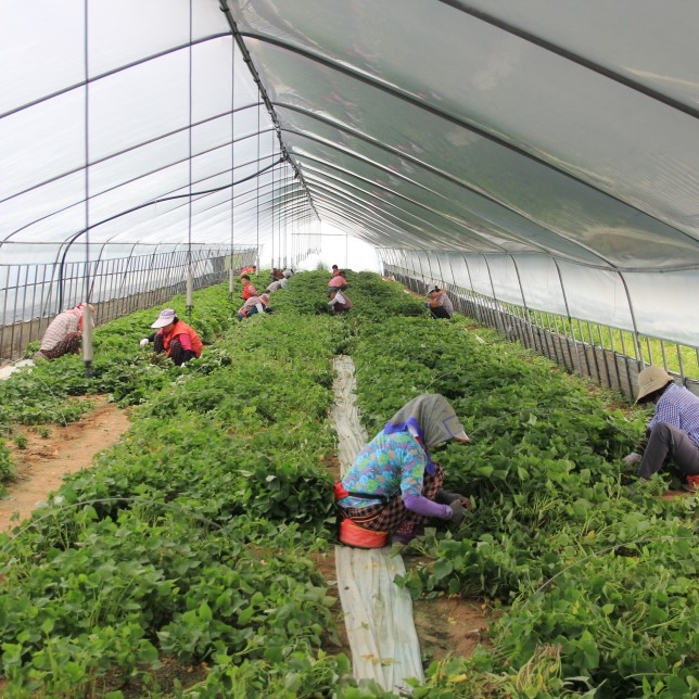1대 밤고구마모종 10단