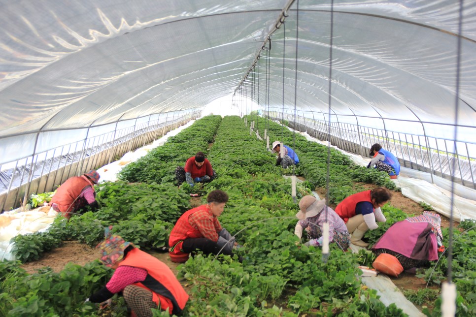 1대 밤고구마모종 10단