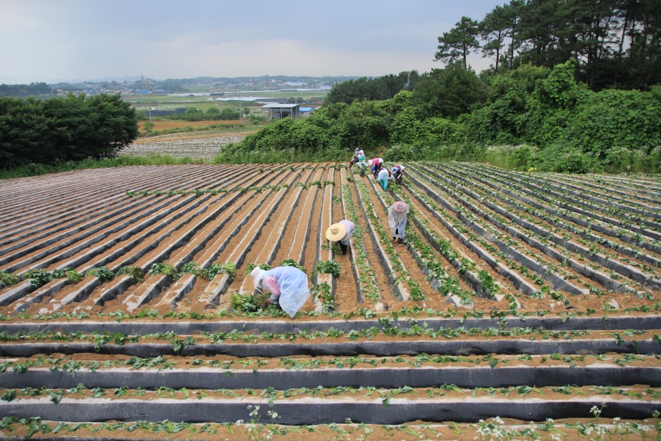 1대 밤고구마모종 10단