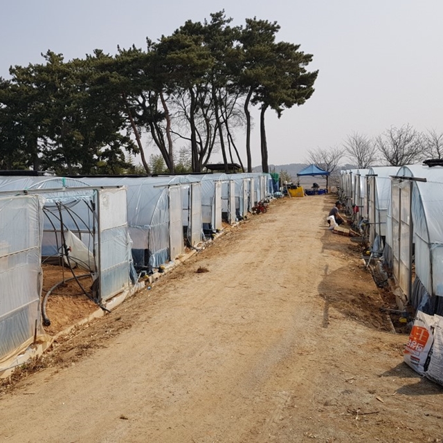 1대 밤고구마모종 10단