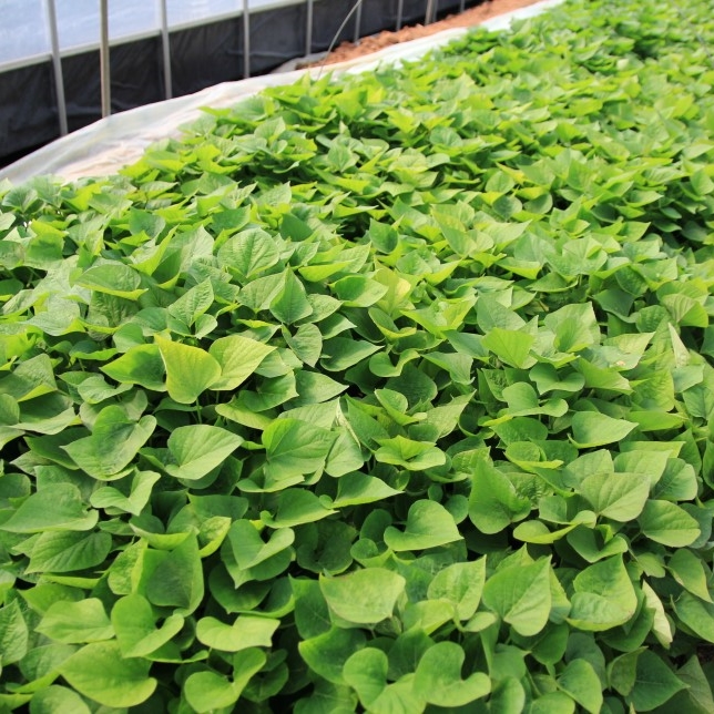 1대 밤고구마모종 100단