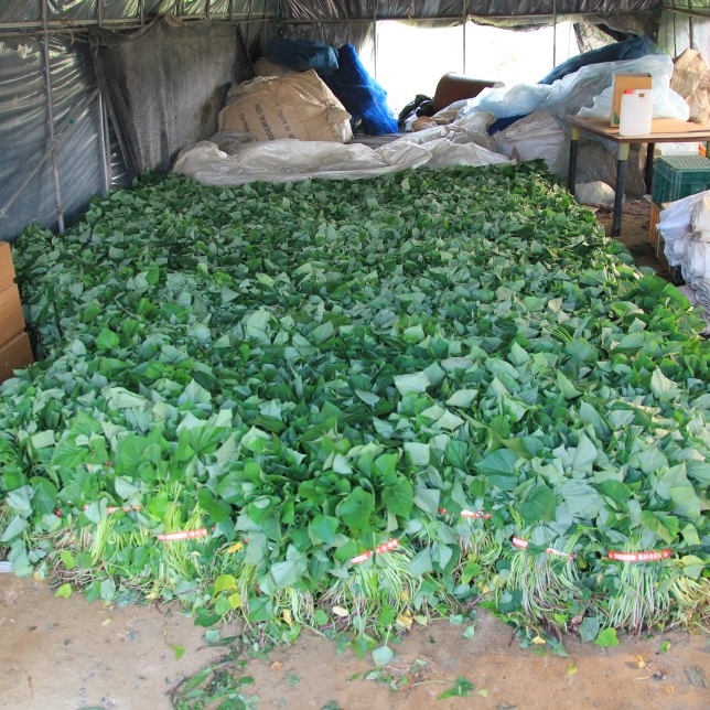 1대 밤고구마모종 100단