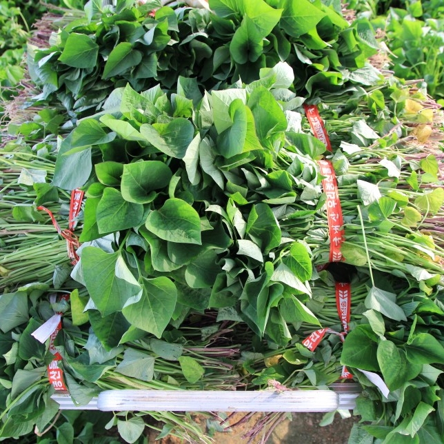 1대 밤고구마모종 100단