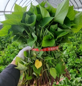 1대 밤고구마모종 100단